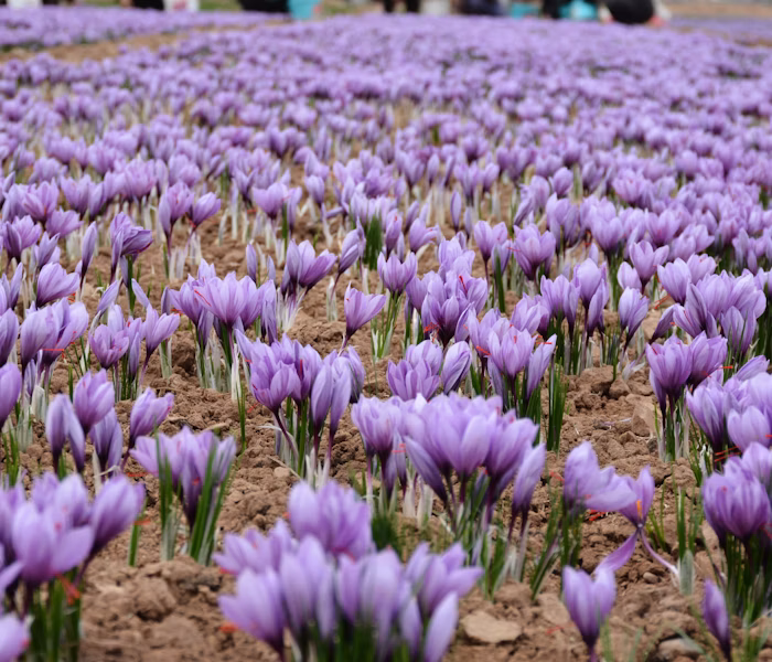 مزرعه زعفران
